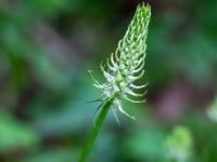 Ährige Teufelskralle